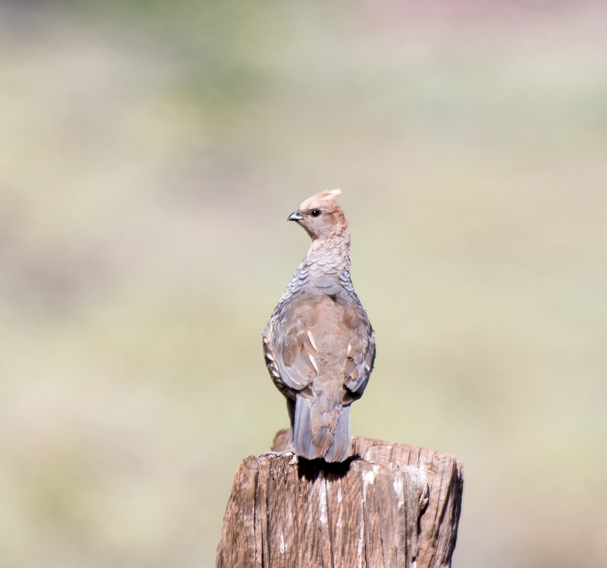 Scaled Quail - ML169757771