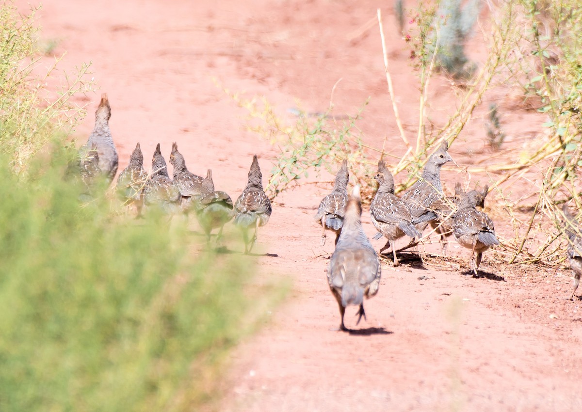 Scaled Quail - ML169757781