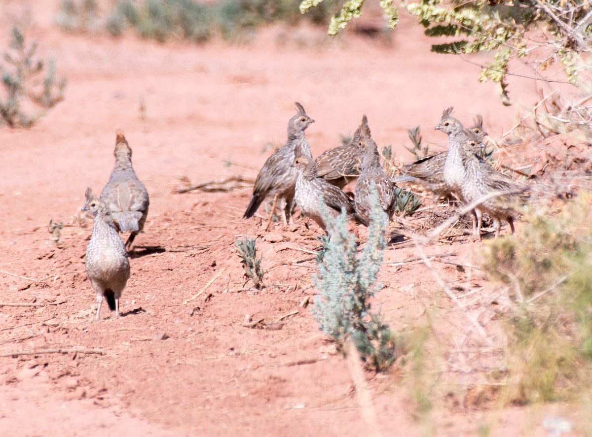 Scaled Quail - Gordon Karre