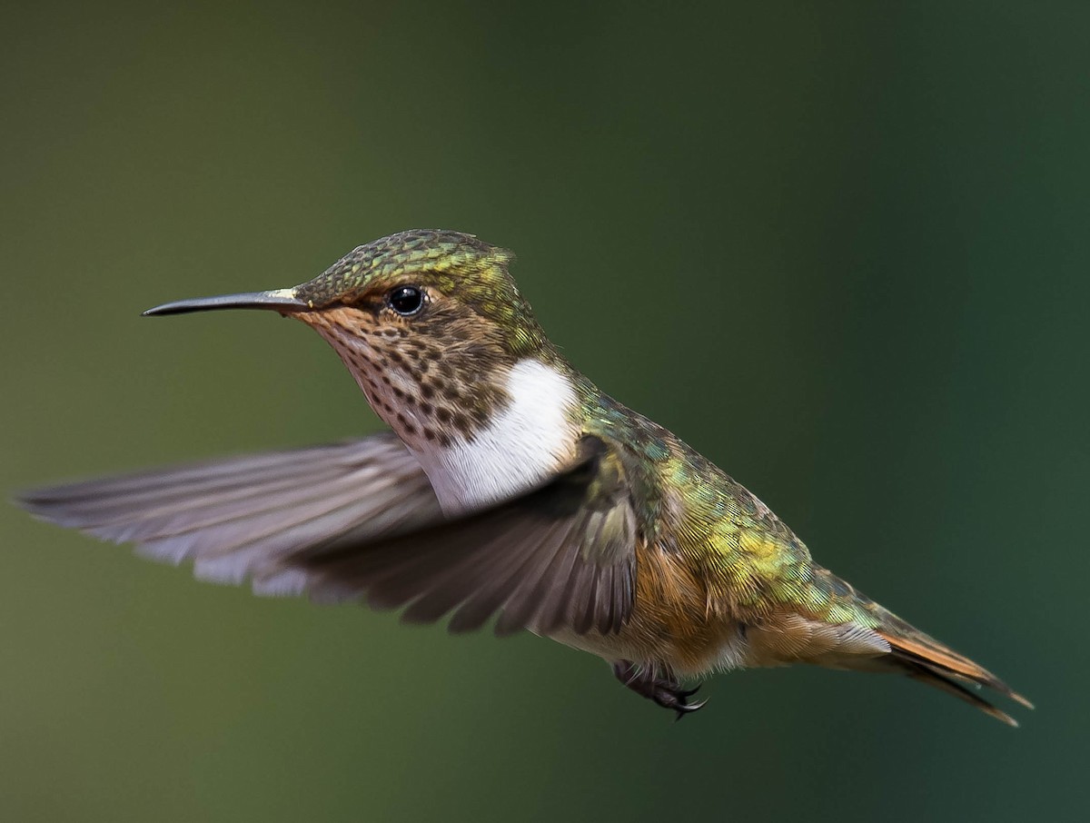 Volcano Hummingbird - ML169757821