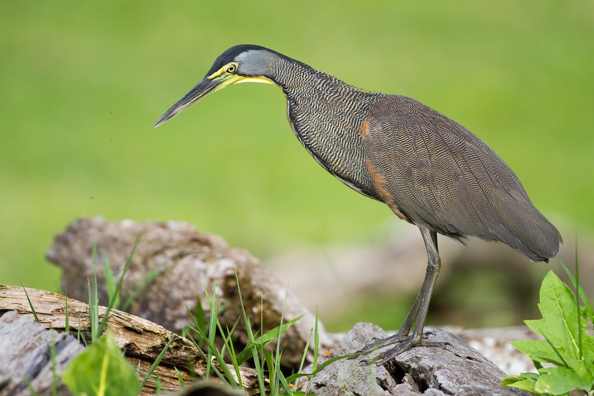 Bare-throated Tiger-Heron - ML169758491