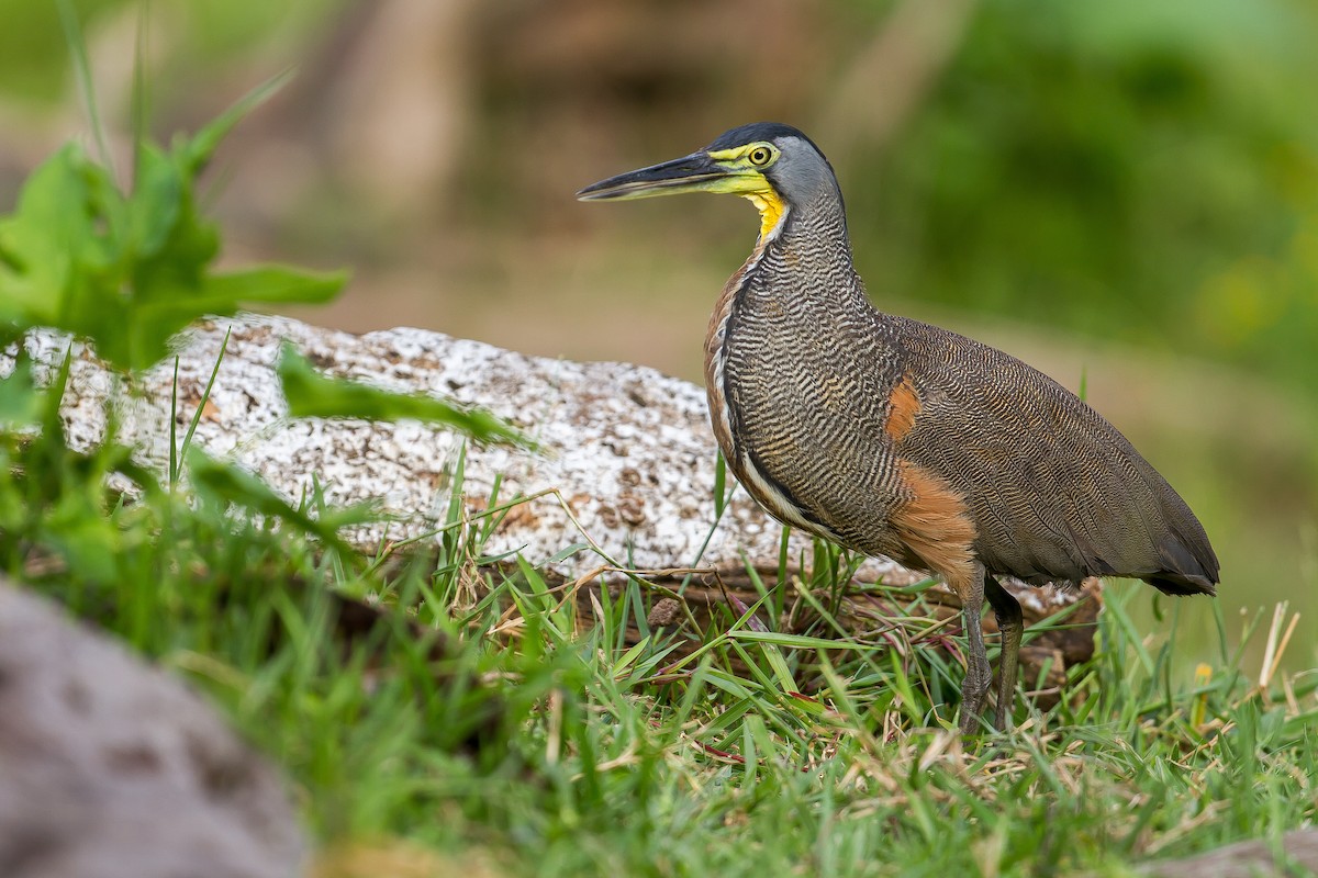 Bare-throated Tiger-Heron - ML169758501