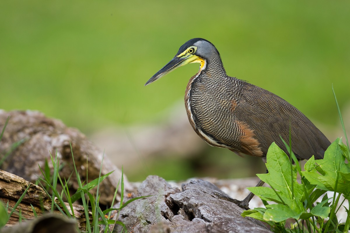 Bare-throated Tiger-Heron - ML169758521