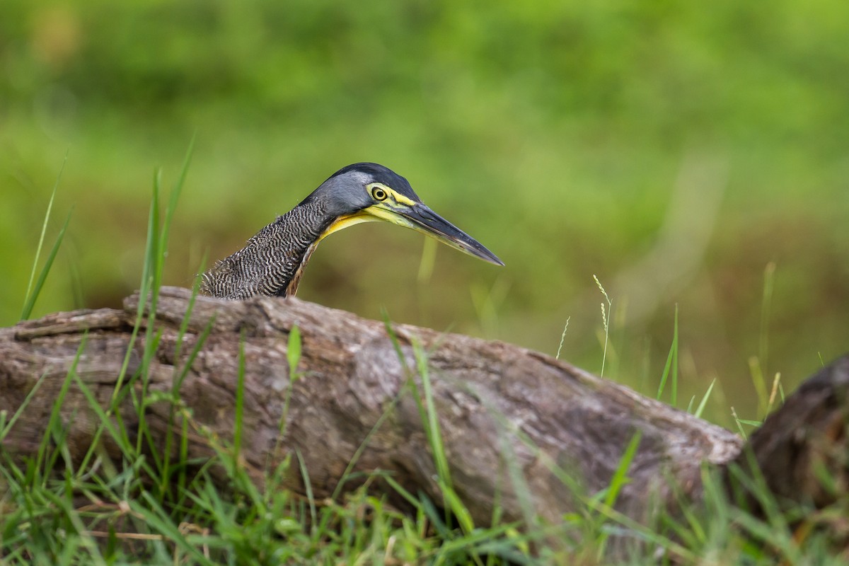 Bare-throated Tiger-Heron - ML169758531