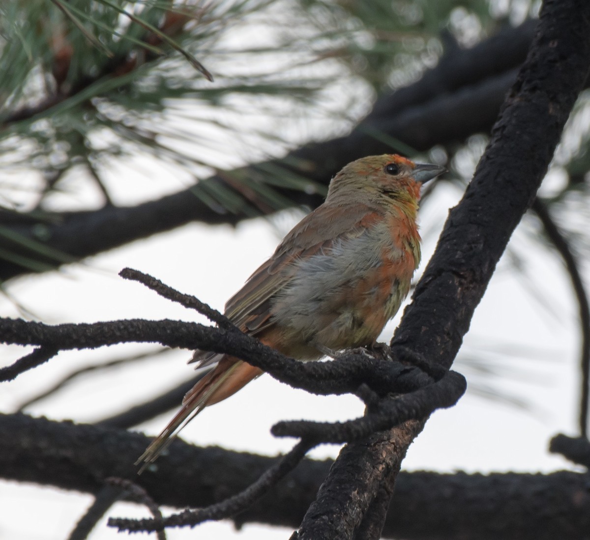 Hepatic Tanager (Northern) - ML169758671