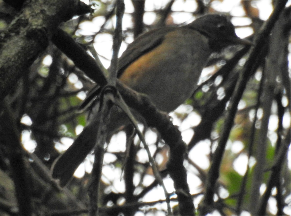 White-necked Thrush - ML169758771