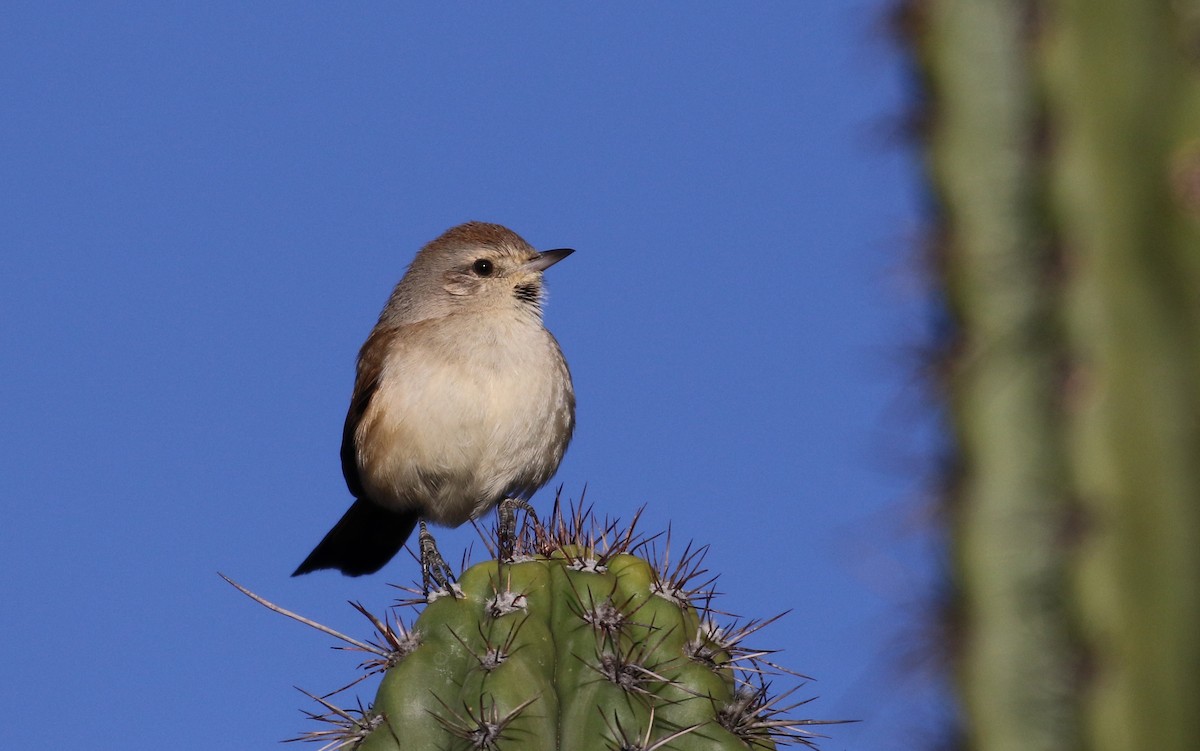 Creamy-breasted Canastero (Rusty-vented) - Jay McGowan