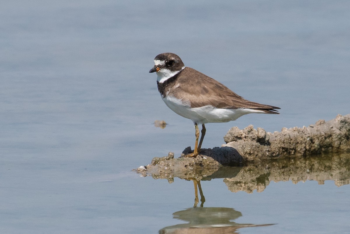 Semipalmated Plover - Adam Jackson