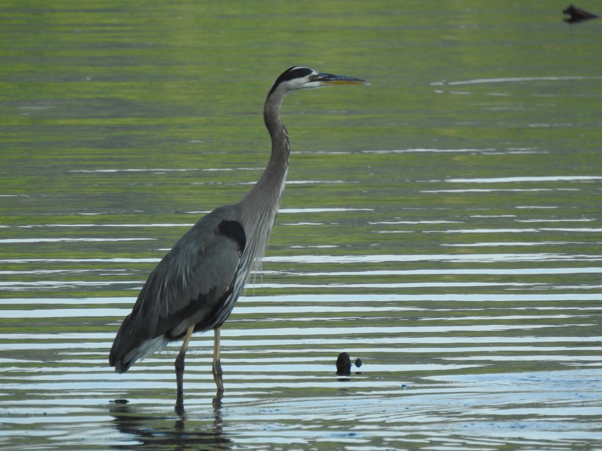 Great Blue Heron - Ayyappan N