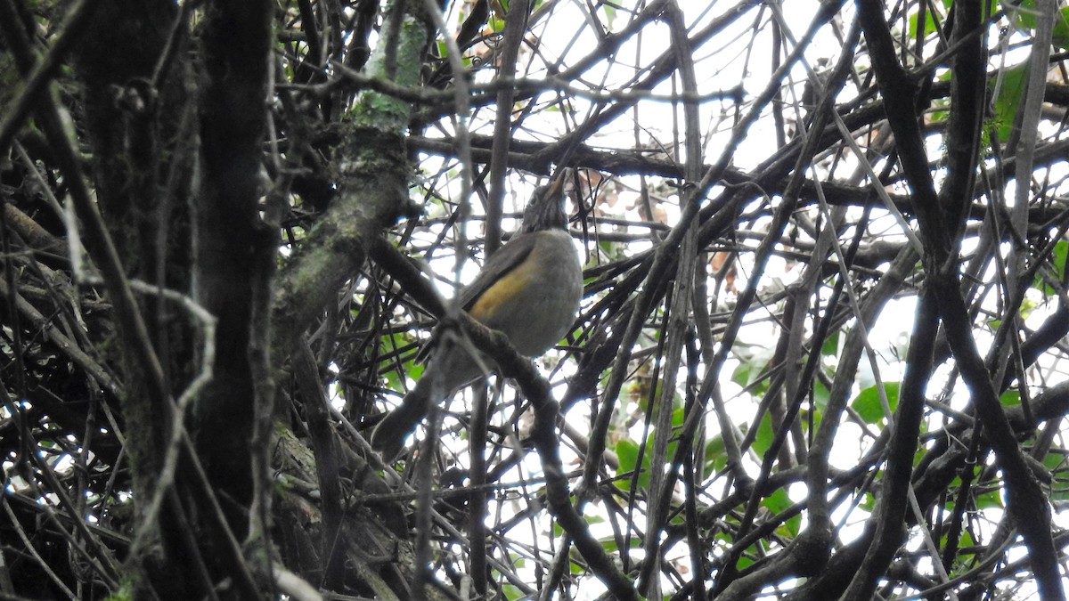 White-necked Thrush - ML169760841