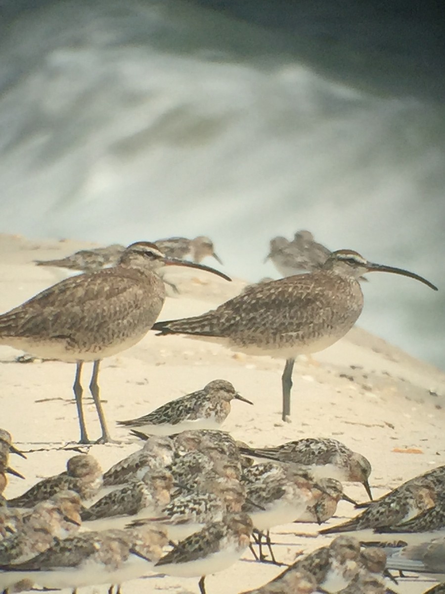 Whimbrel - ML169761311