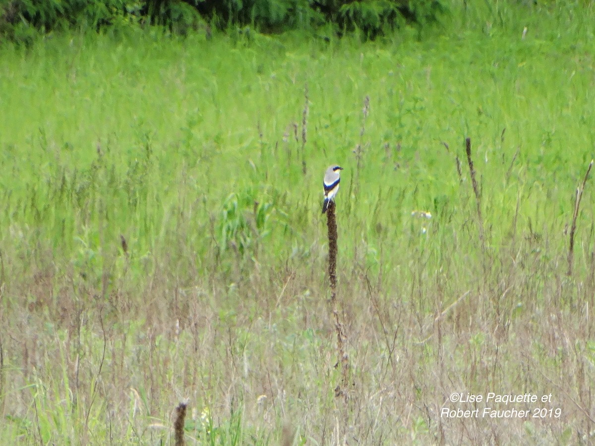 Loggerhead Shrike - ML169762491