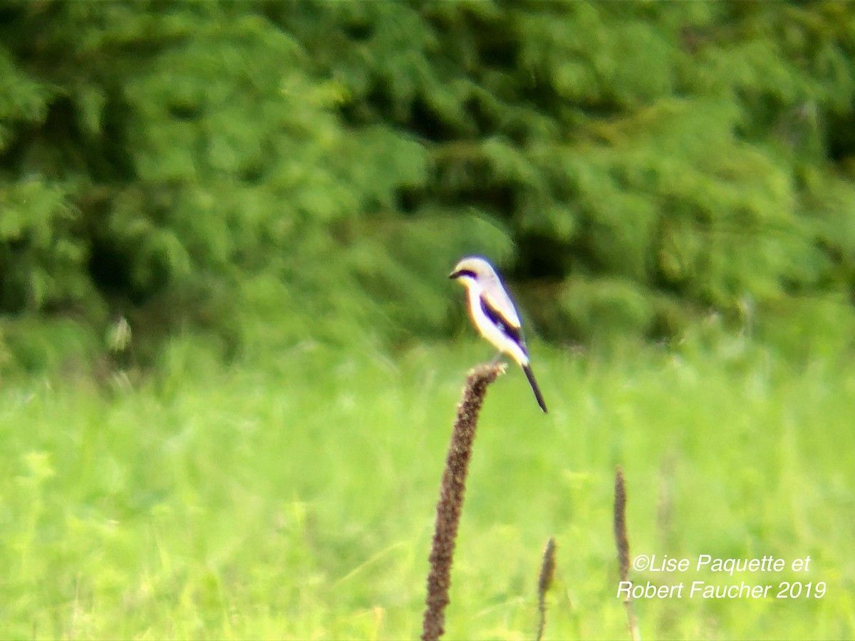 Loggerhead Shrike - Lise Paquette  Robert Faucher