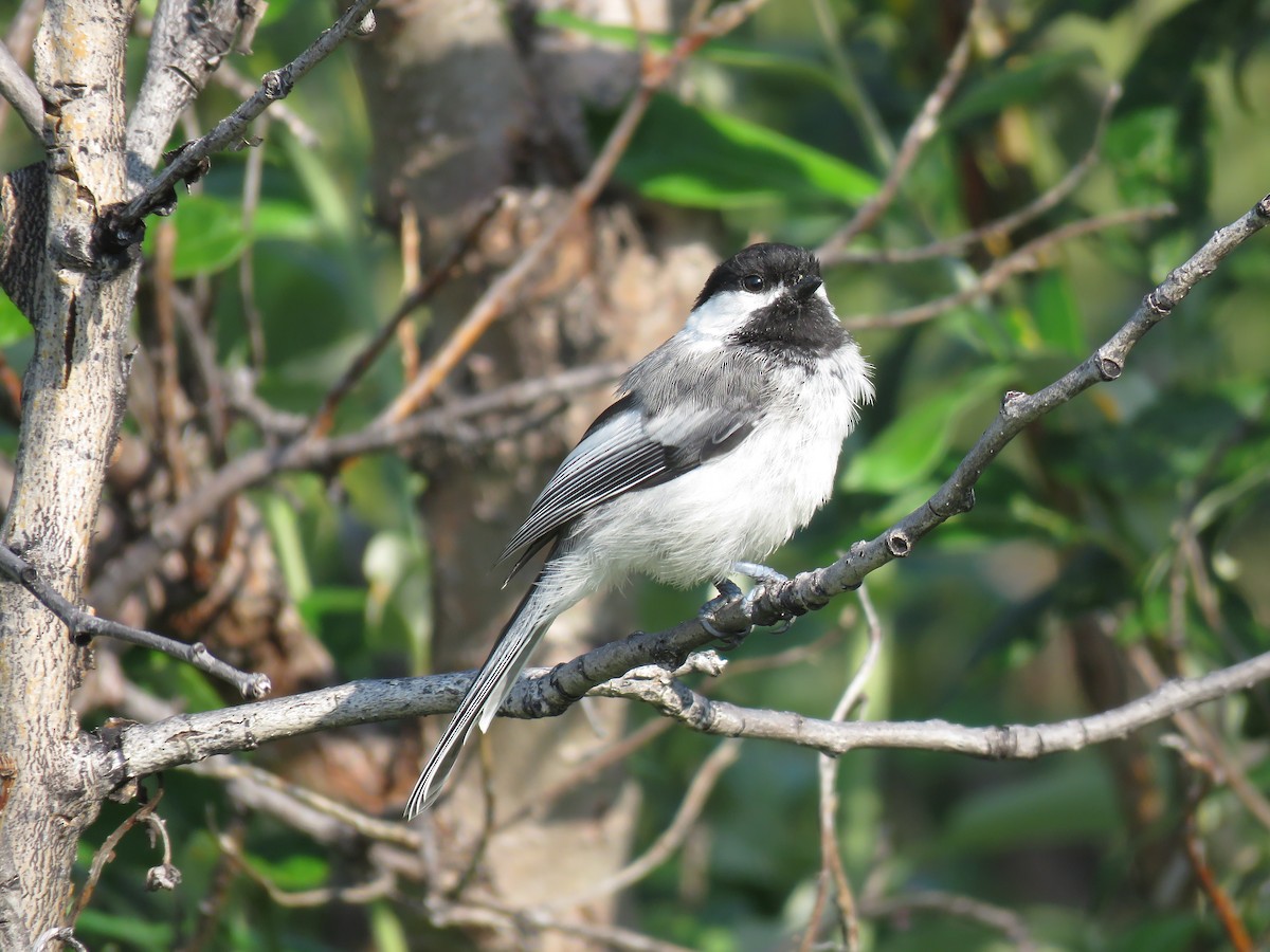 Mésange à tête noire - ML169762571