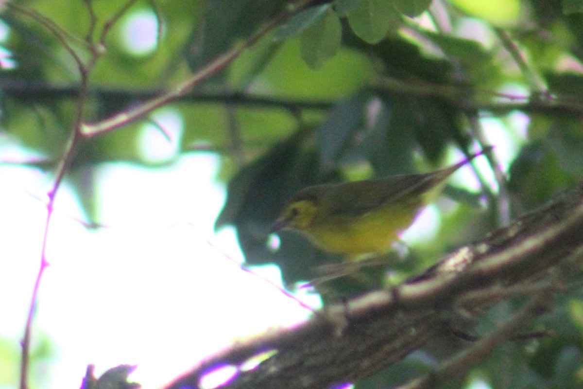 Hooded Warbler - Billy Mitchell