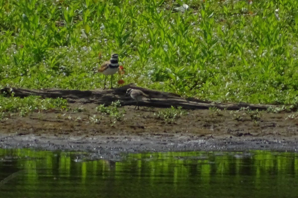 Killdeer - Matt Plank