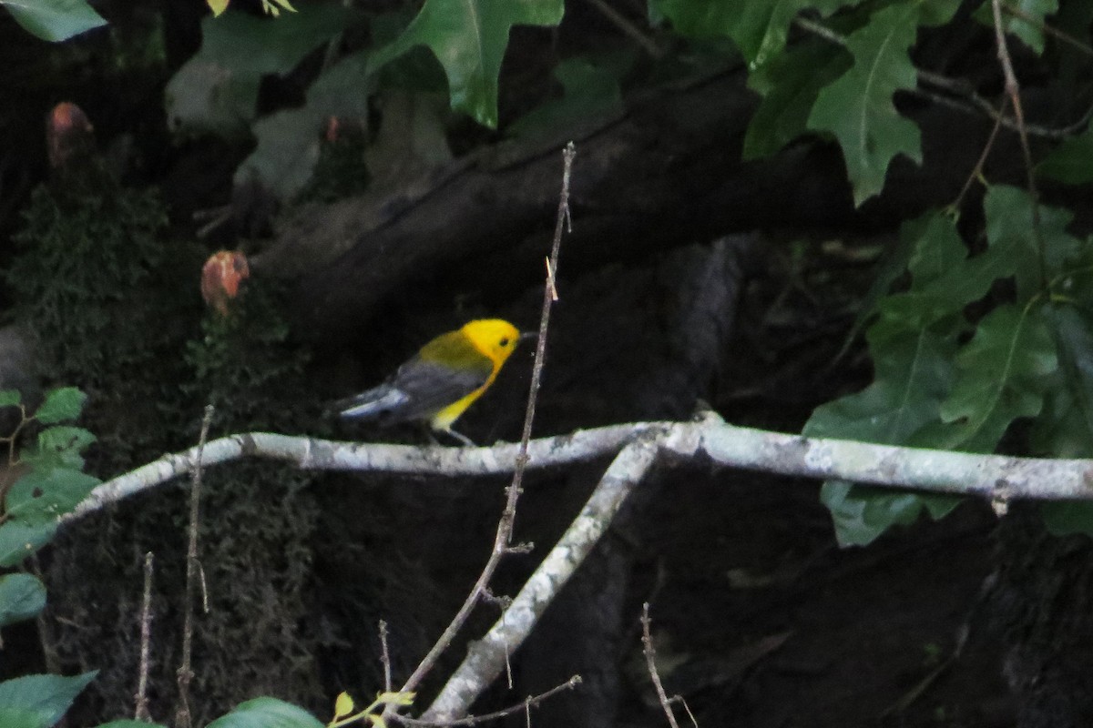 Prothonotary Warbler - ML169766621