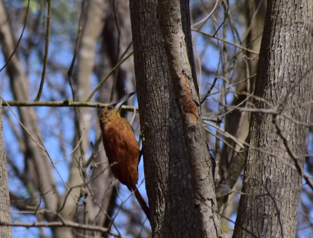 Great Rufous Woodcreeper - ML169767551