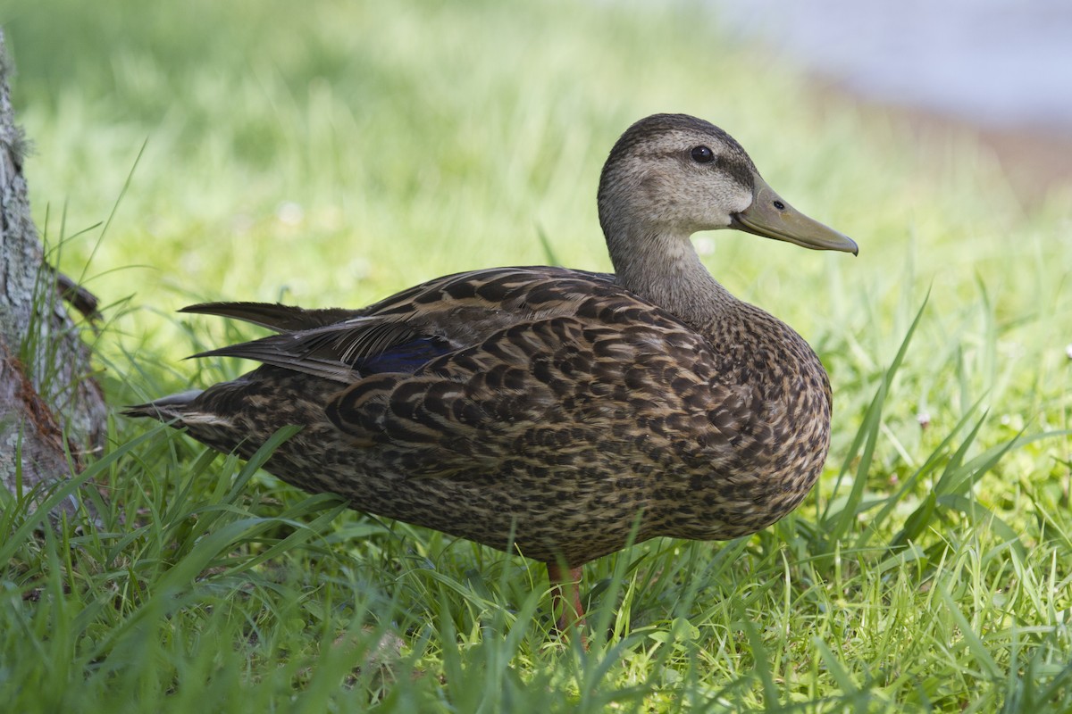 Mottled Duck - ML169767801