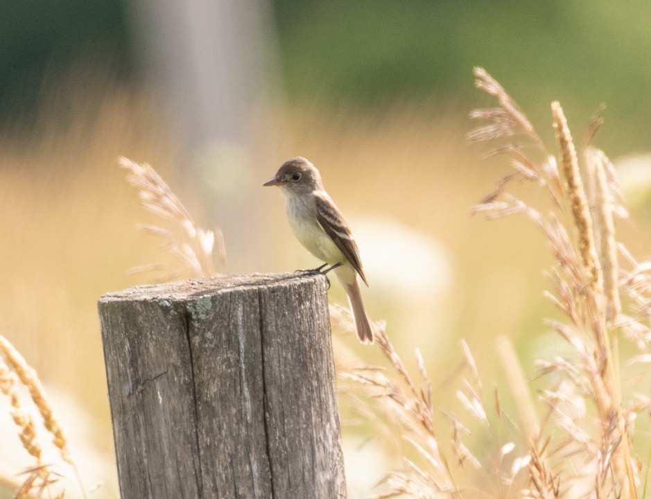 Willow Flycatcher - ML169768701