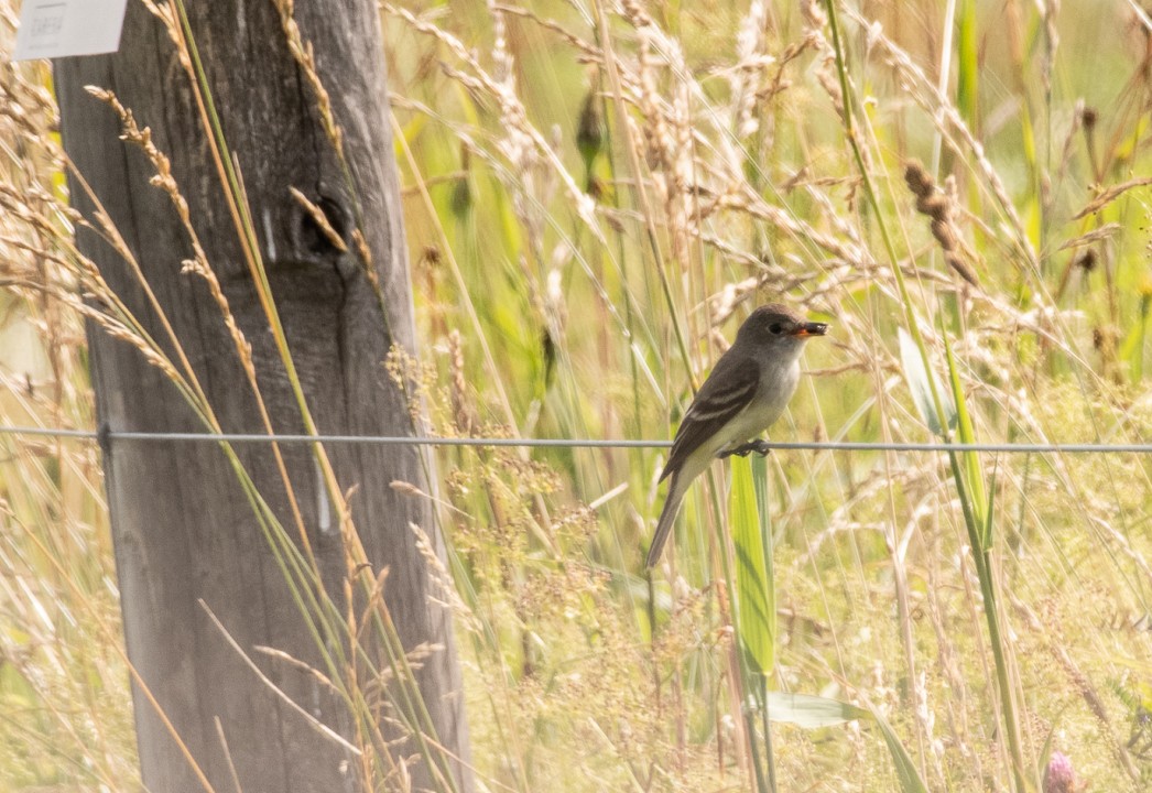 Willow Flycatcher - ML169768711