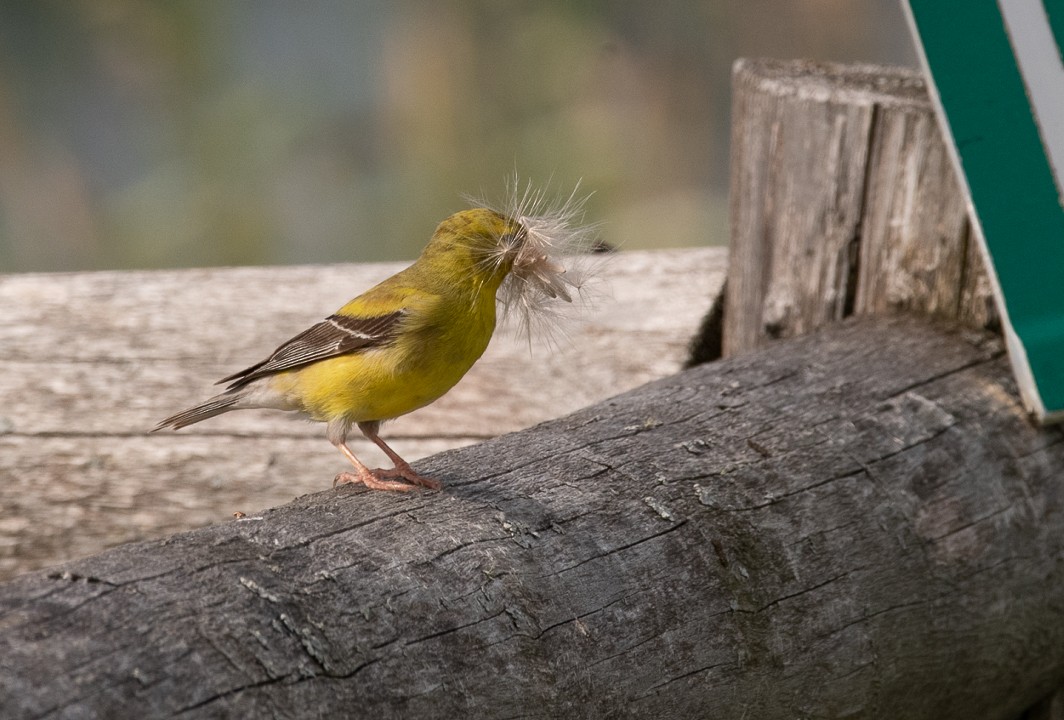 American Goldfinch - Marianne Taylor