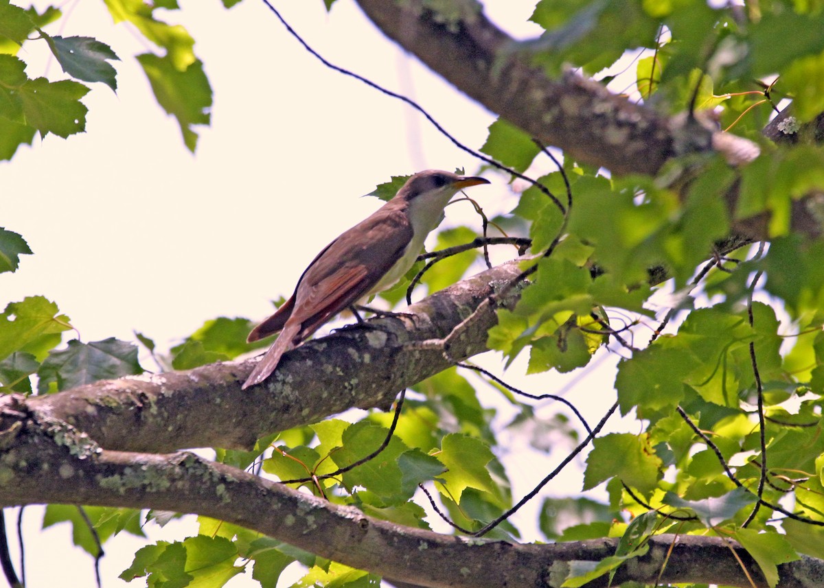 kukačka dešťová - ML169772001