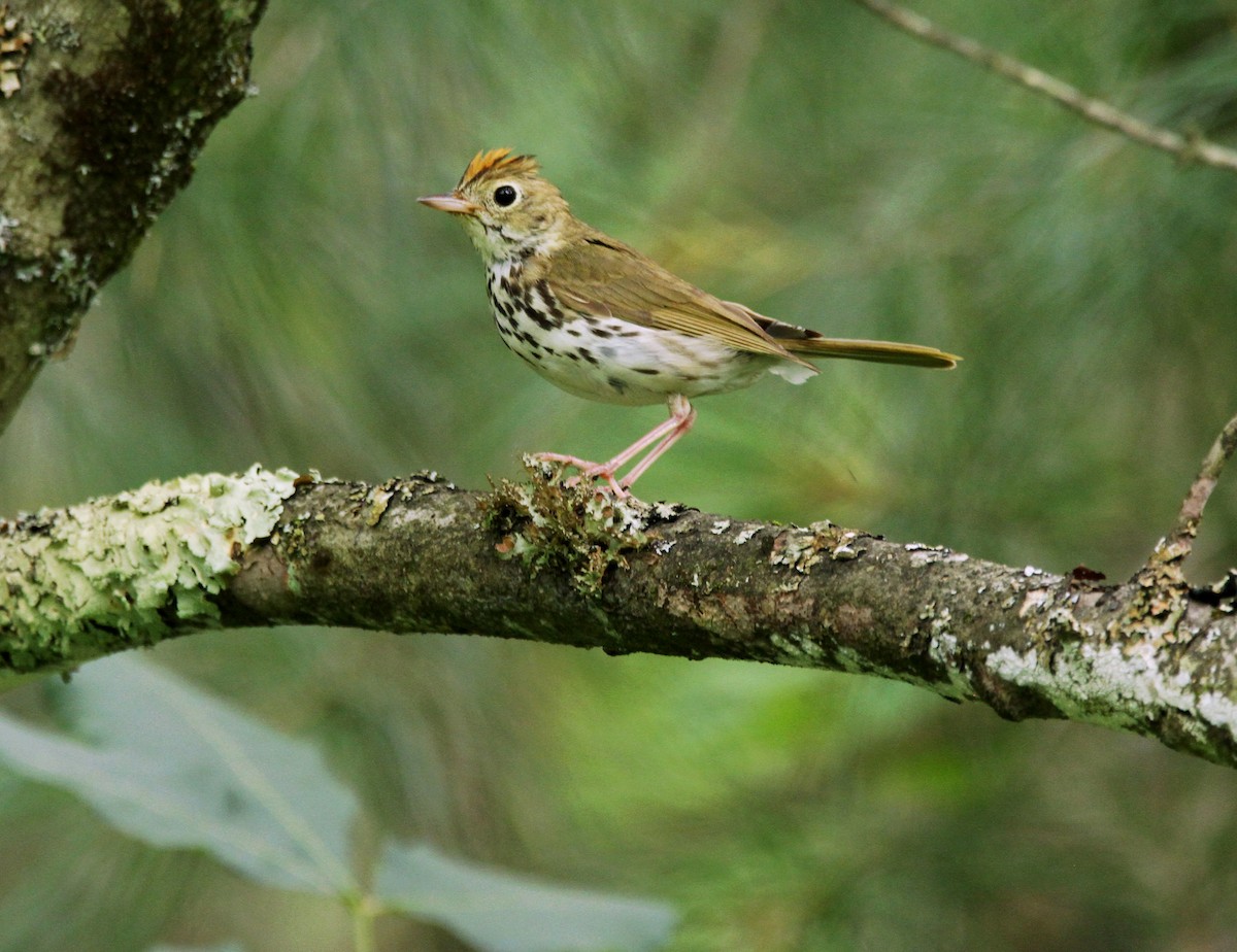 lesňáček zlatohlavý - ML169772621