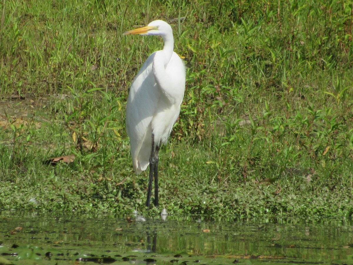 Great Egret - ML169772781