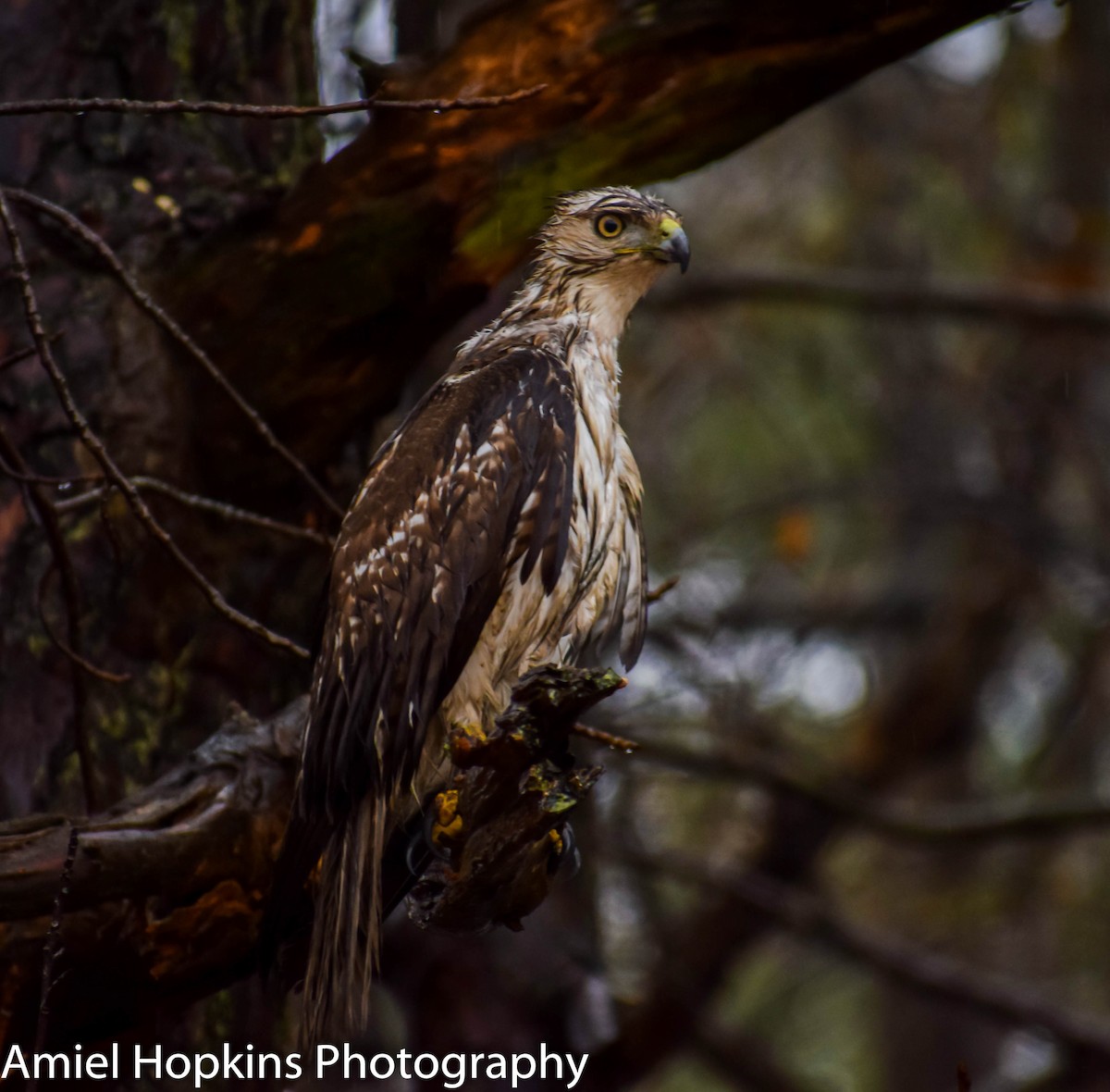Red-tailed Hawk - Amiel Hopkins