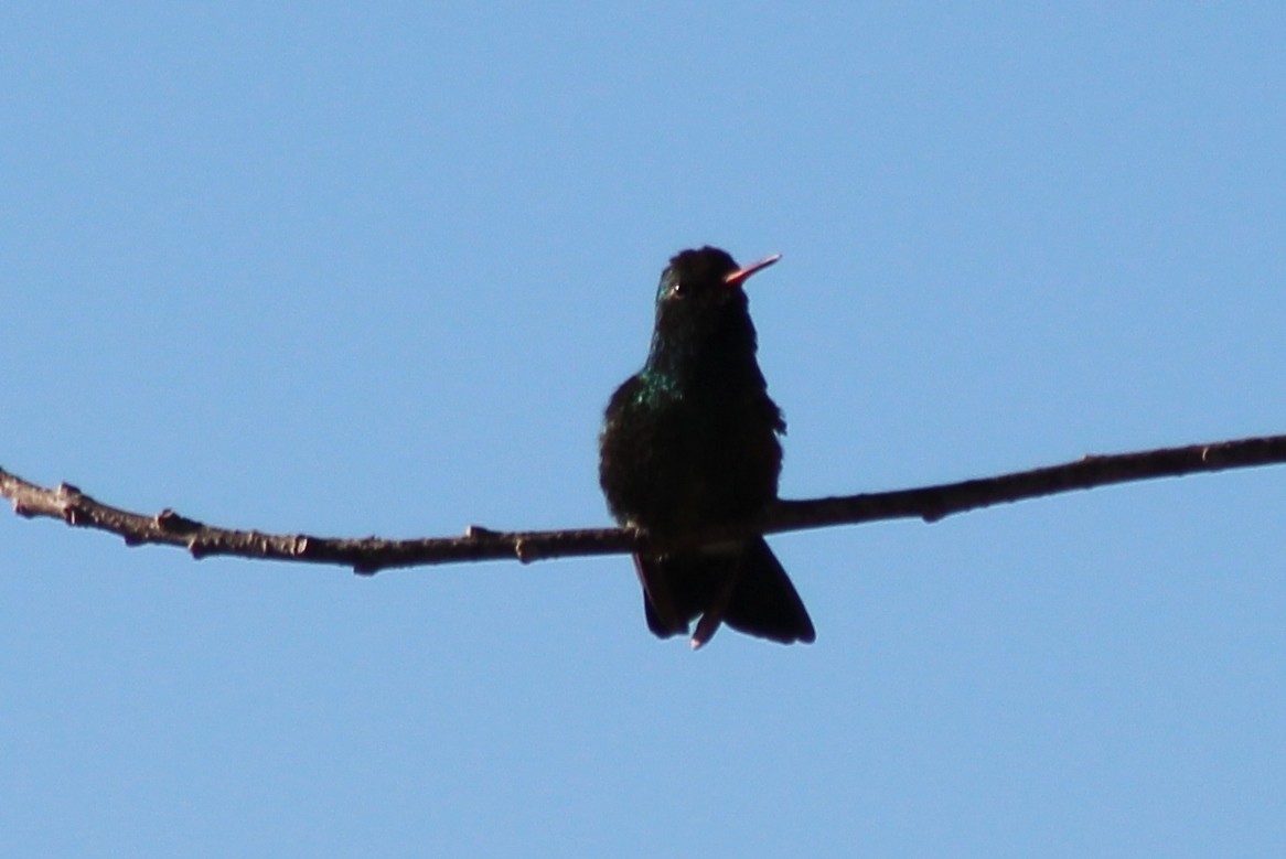 Glittering-bellied Emerald - ML169777561