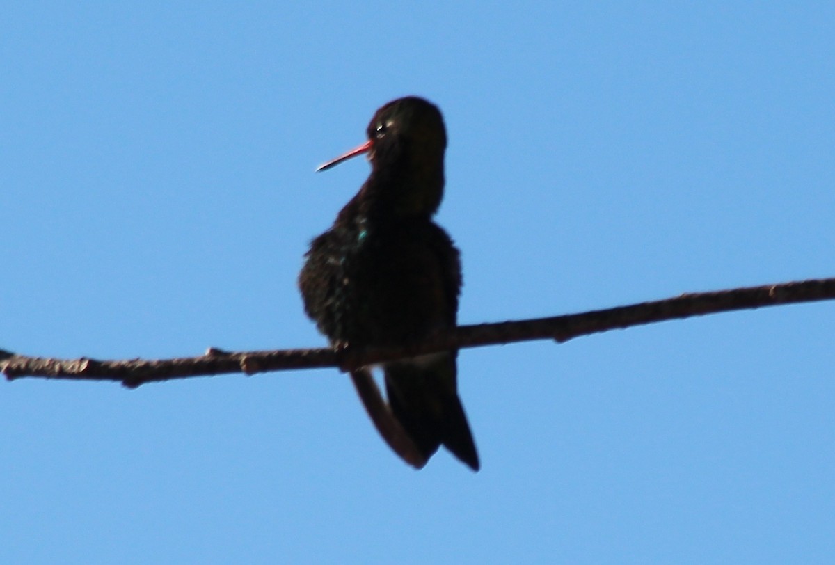 Glittering-bellied Emerald - ML169777591