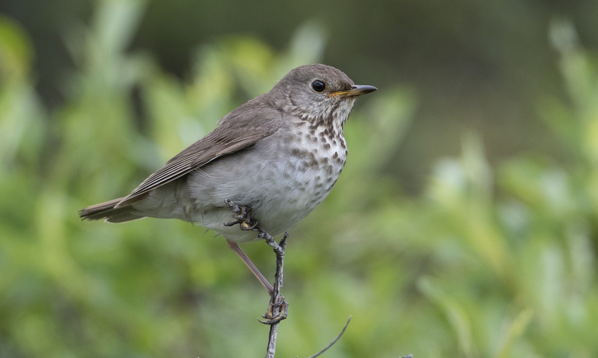 Gray-cheeked Thrush - ML169779561