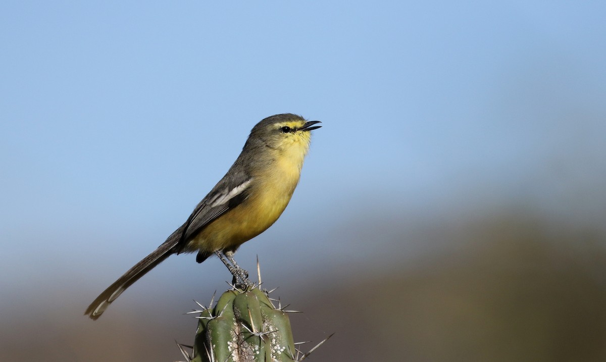 Südstelzentyrann [budytoides-Gruppe] - ML169779921