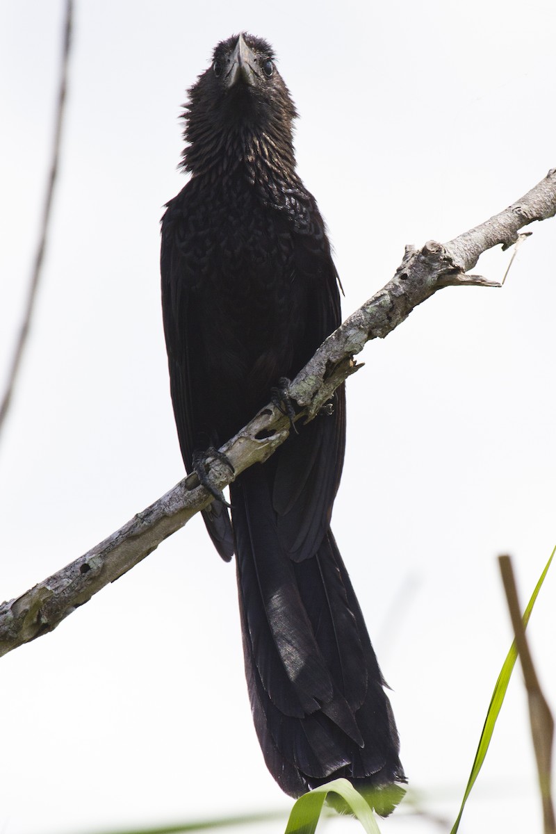 Smooth-billed Ani - ML169780191