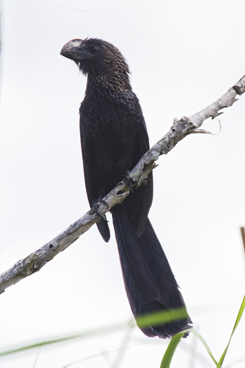 Smooth-billed Ani - ML169780201