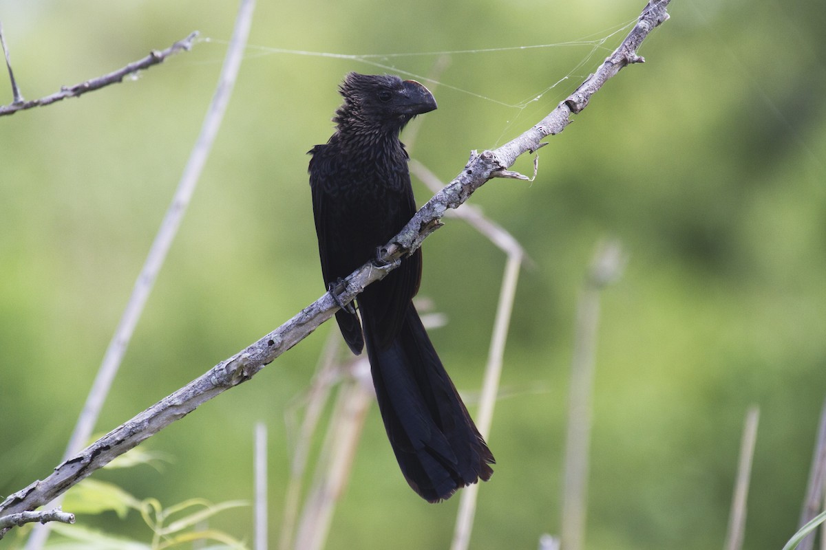 Smooth-billed Ani - ML169780221