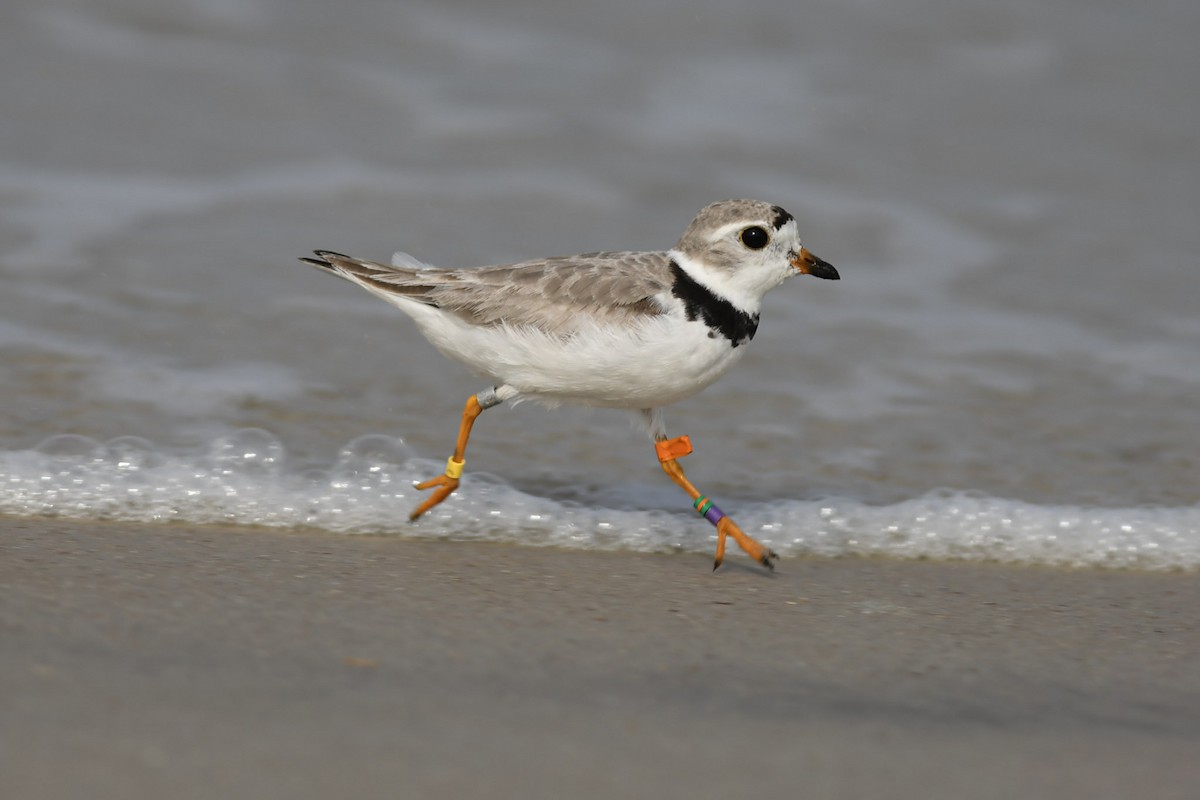 Piping Plover - ML169780331