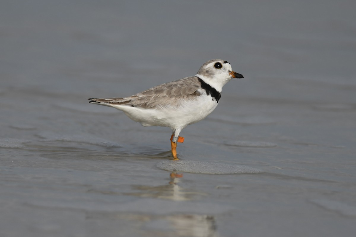 Piping Plover - ML169780401