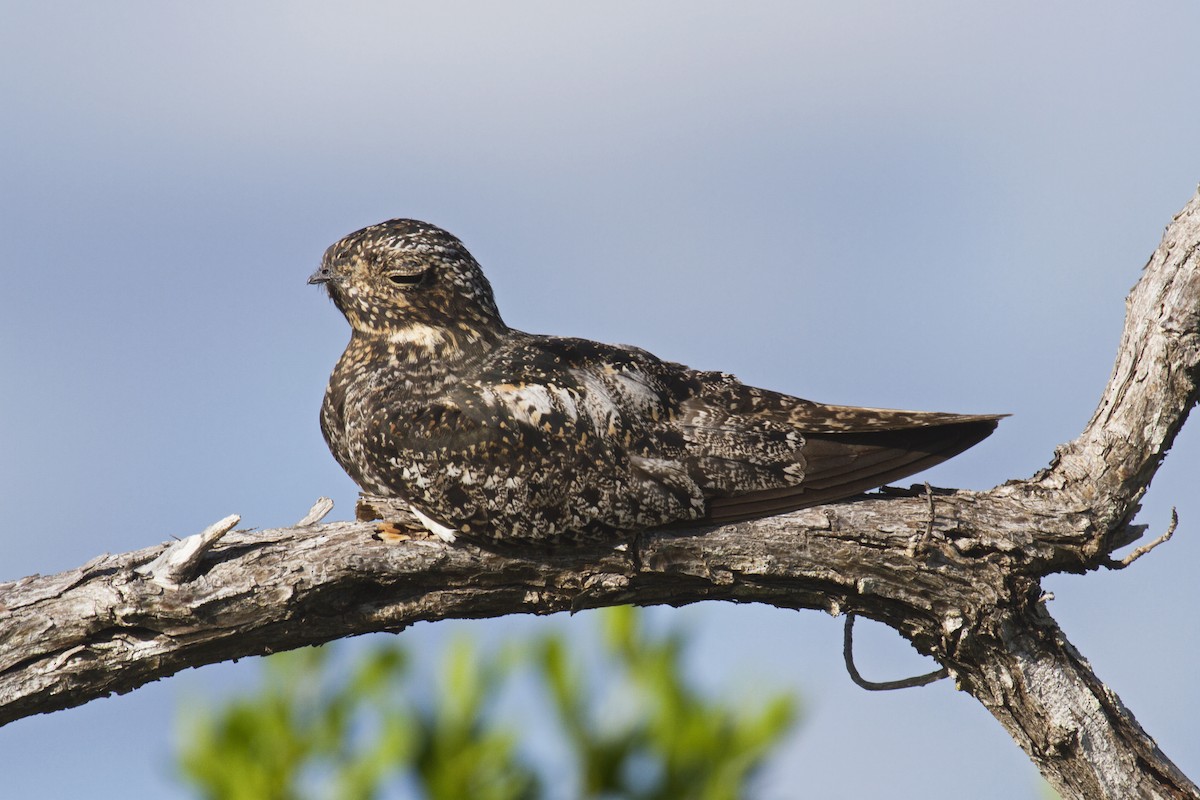 Antillean Nighthawk - Liam Wolff