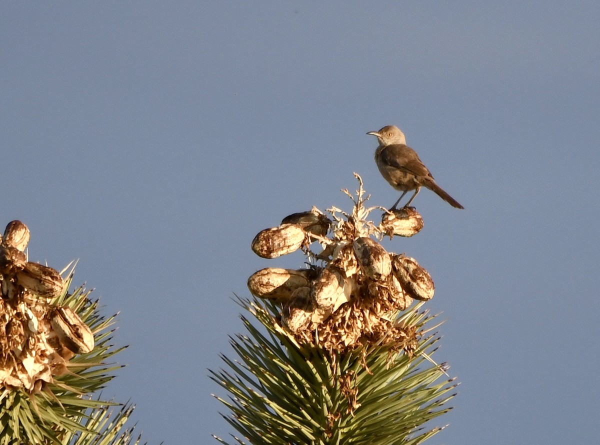 Bendire's Thrasher - ML169780911