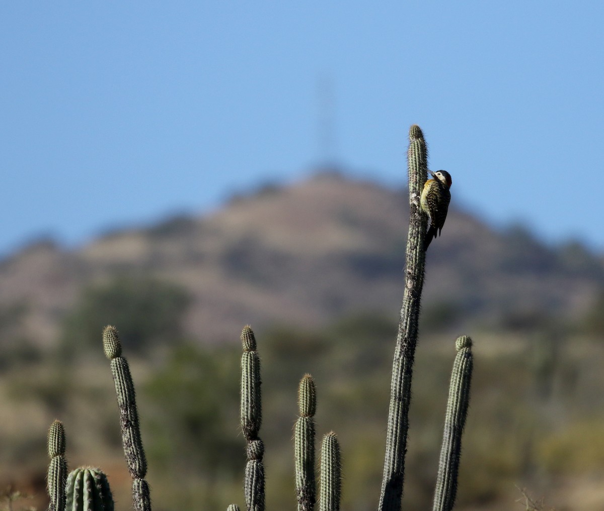 caatingaspett (melanolaimus gr.) (pampasspett) - ML169781141