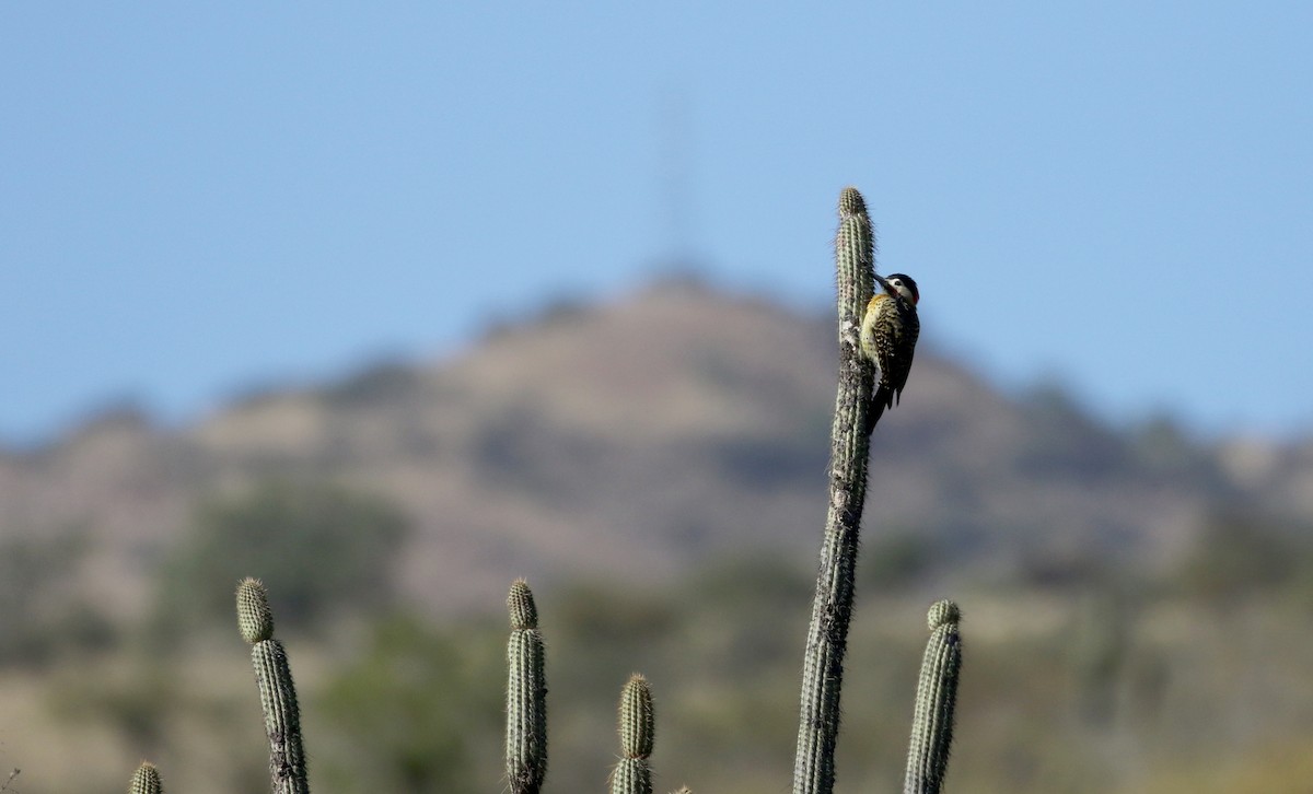 Green-barred Woodpecker (Golden-breasted) - Jay McGowan