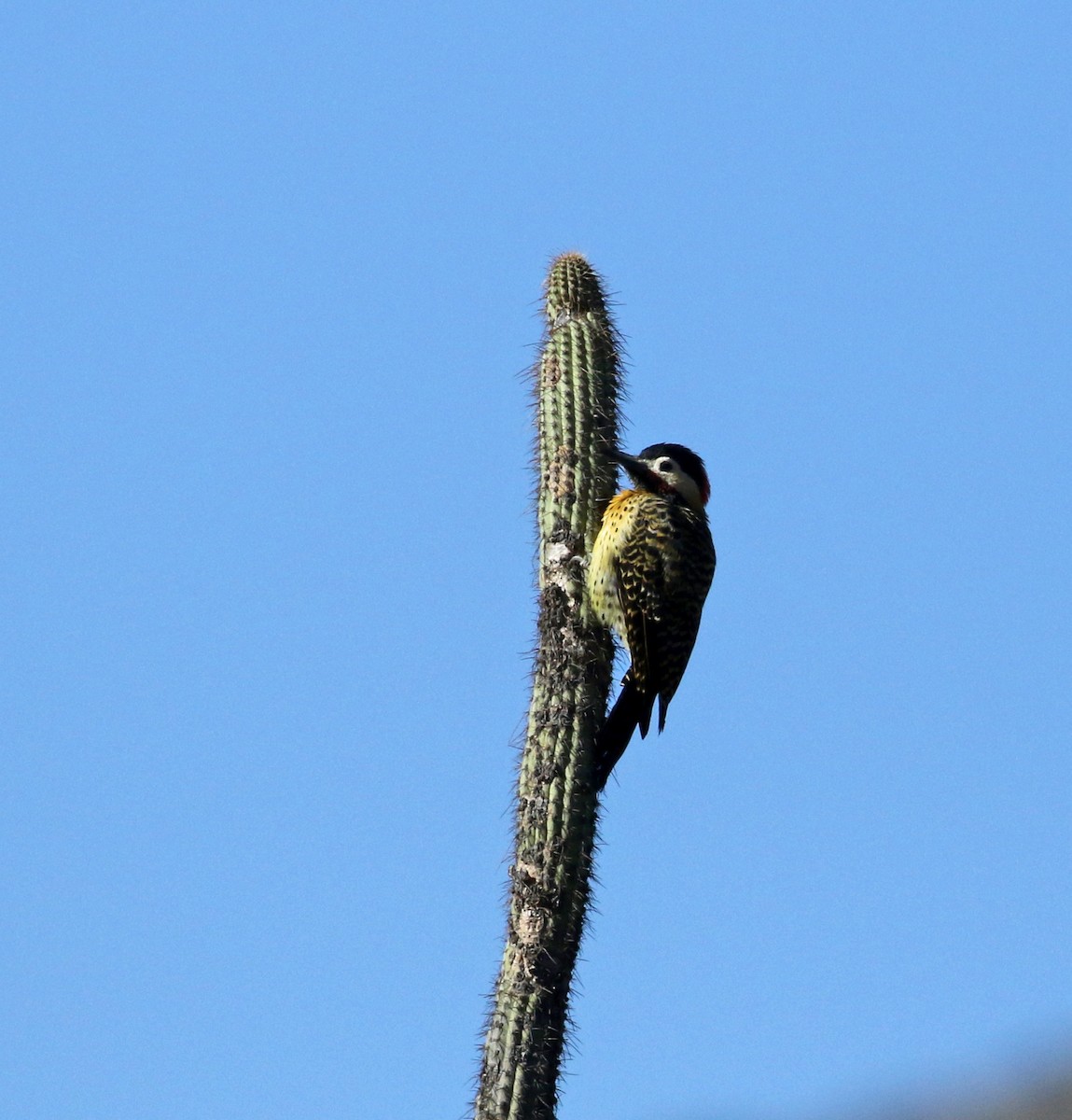 Green-barred Woodpecker (Golden-breasted) - Jay McGowan