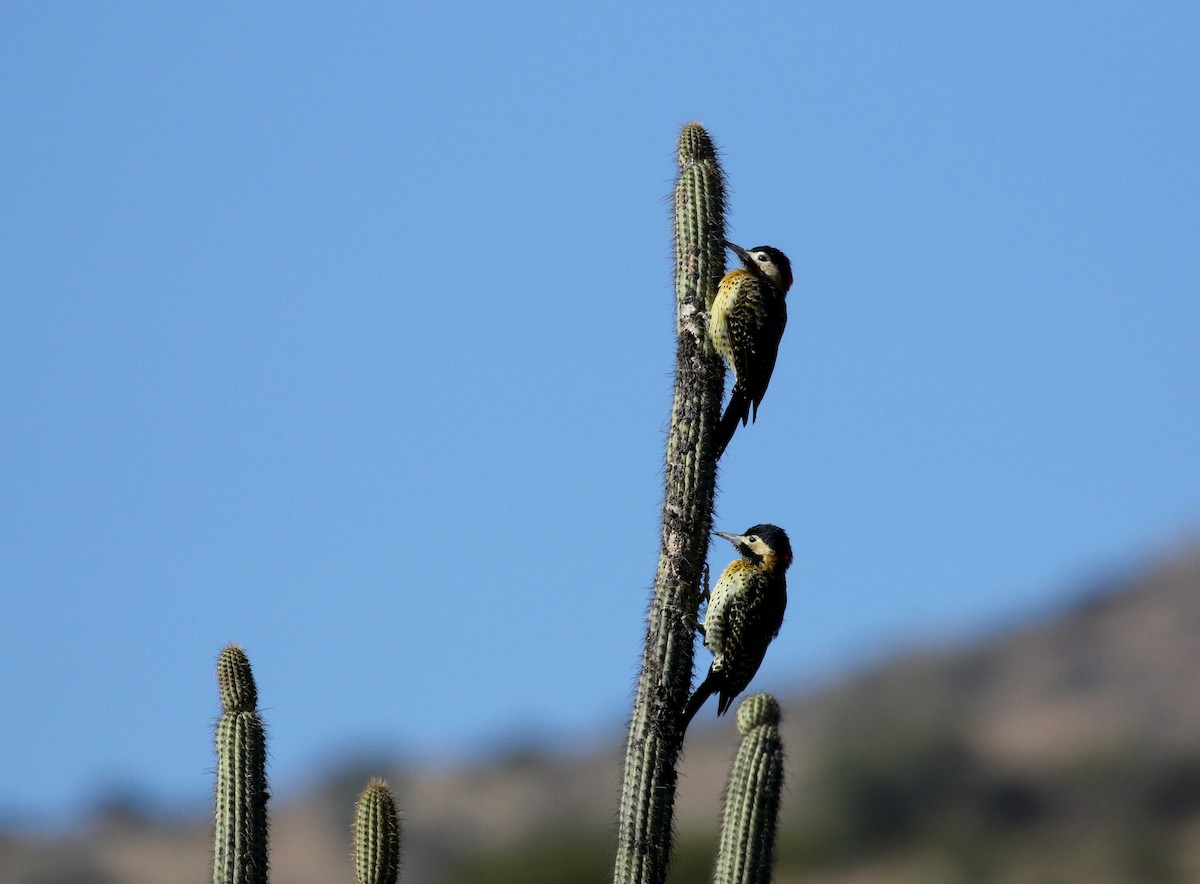 caatingaspett (melanolaimus gr.) (pampasspett) - ML169781261