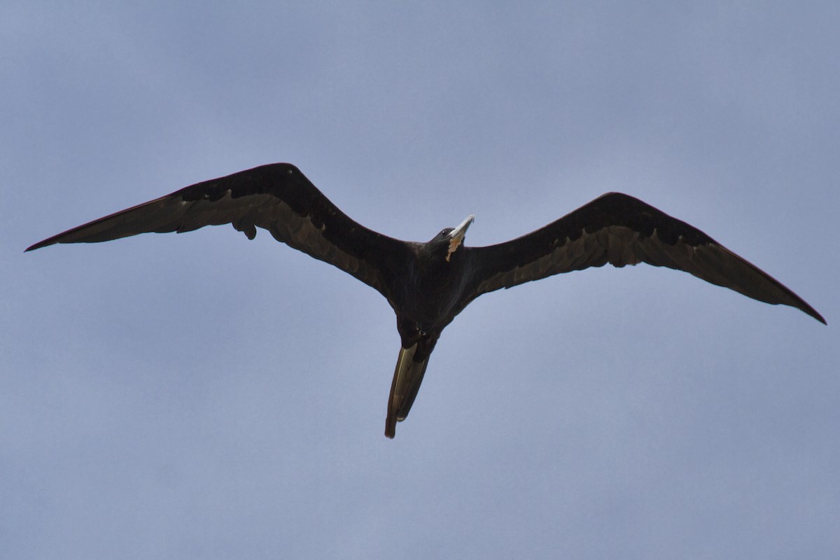 Magnificent Frigatebird - Liam Wolff