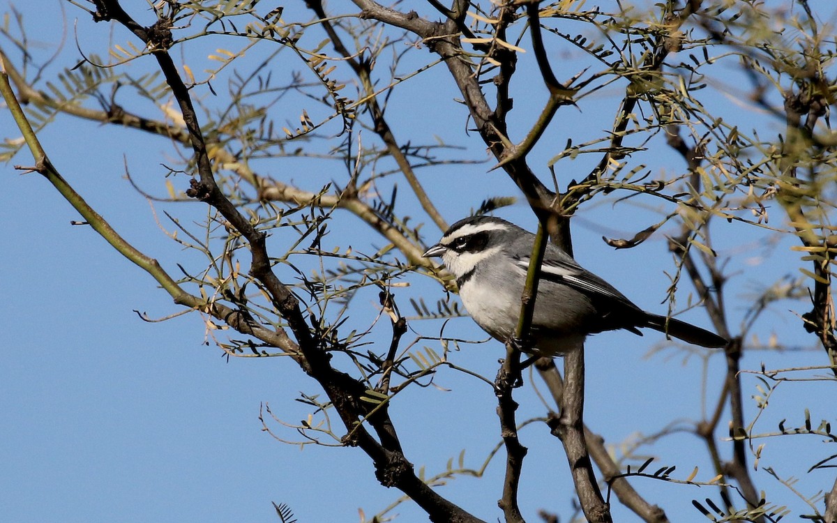 Ringed Warbling Finch (Ringed) - ML169781391