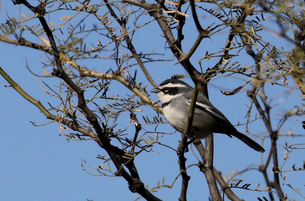 Ringed Warbling Finch (Ringed) - ML169781451