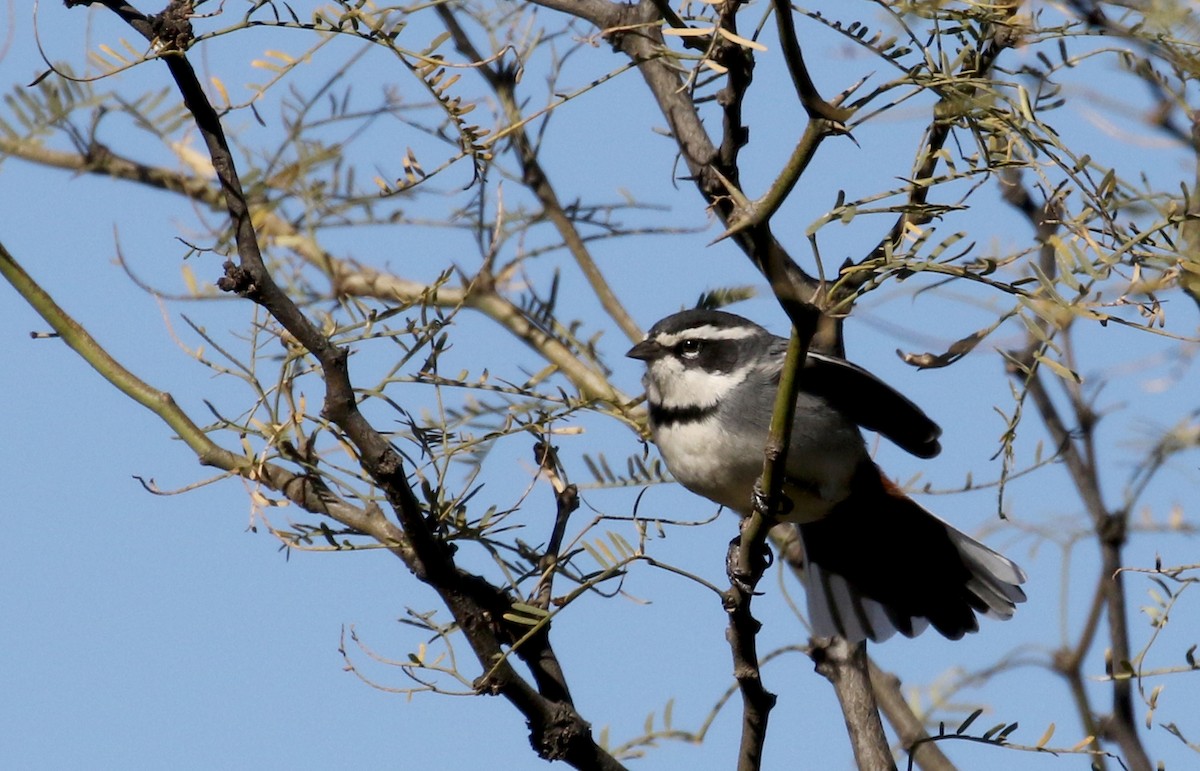 Ringed Warbling Finch (Ringed) - ML169781491