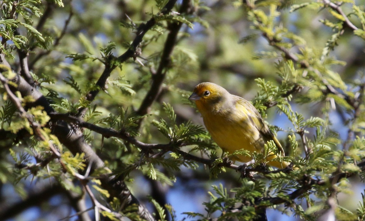 Saffron Finch (Pelzeln's) - ML169782661